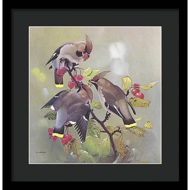 Bohemian Waxwing - Framed Print | Artwork by Glen Loates