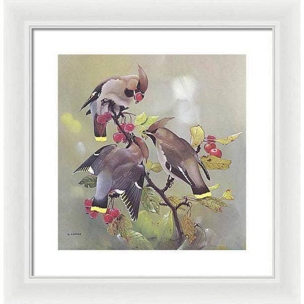 Bohemian Waxwing - Framed Print | Artwork by Glen Loates