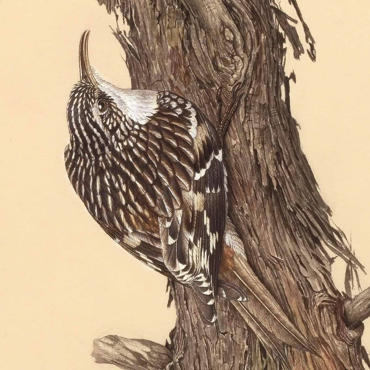 Brown Creeper - Art Print | Artwork by Glen Loates