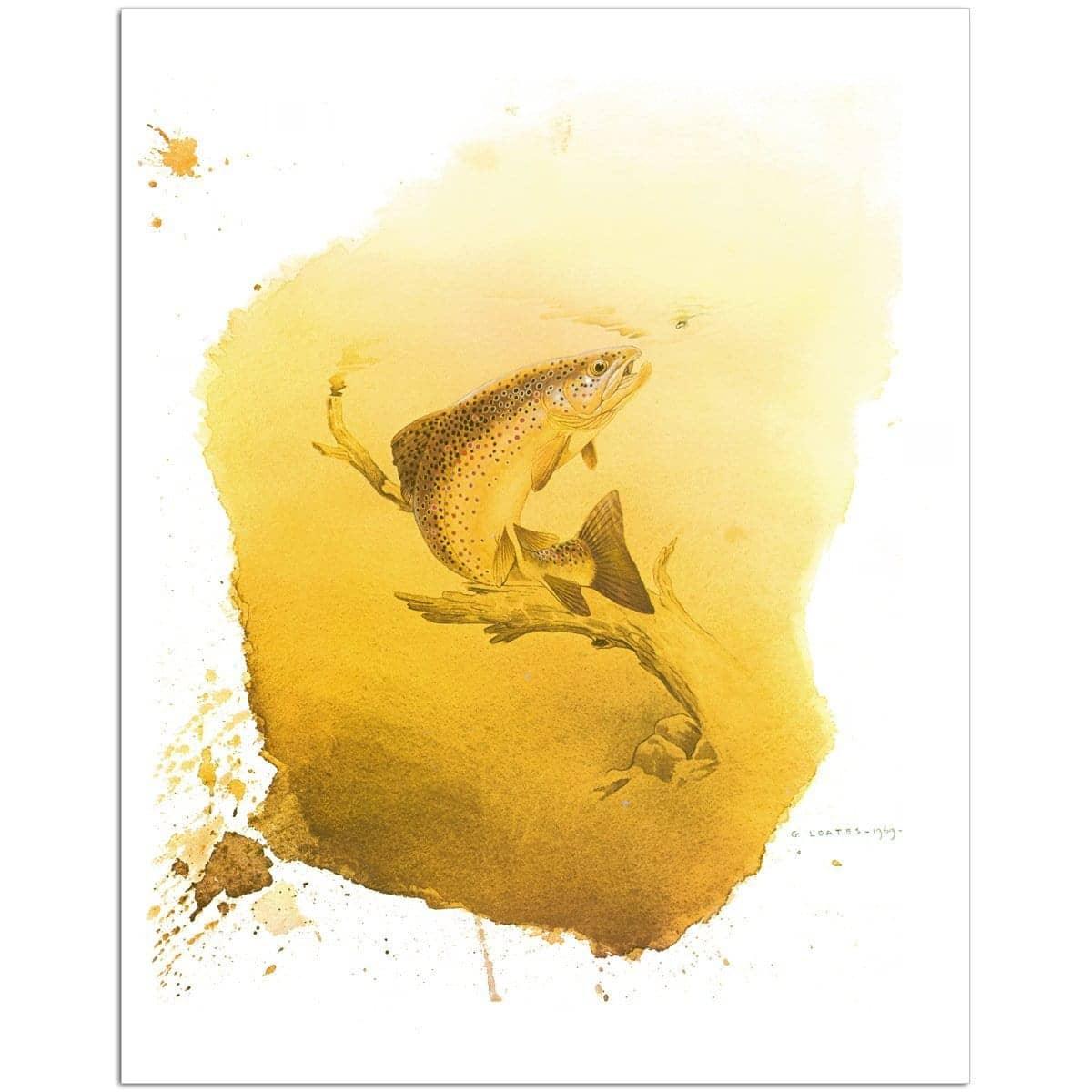 Brown Trout - Art Print | Artwork by Glen Loates