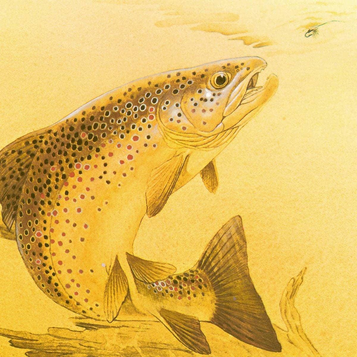 Brown Trout - Art Print | Artwork by Glen Loates