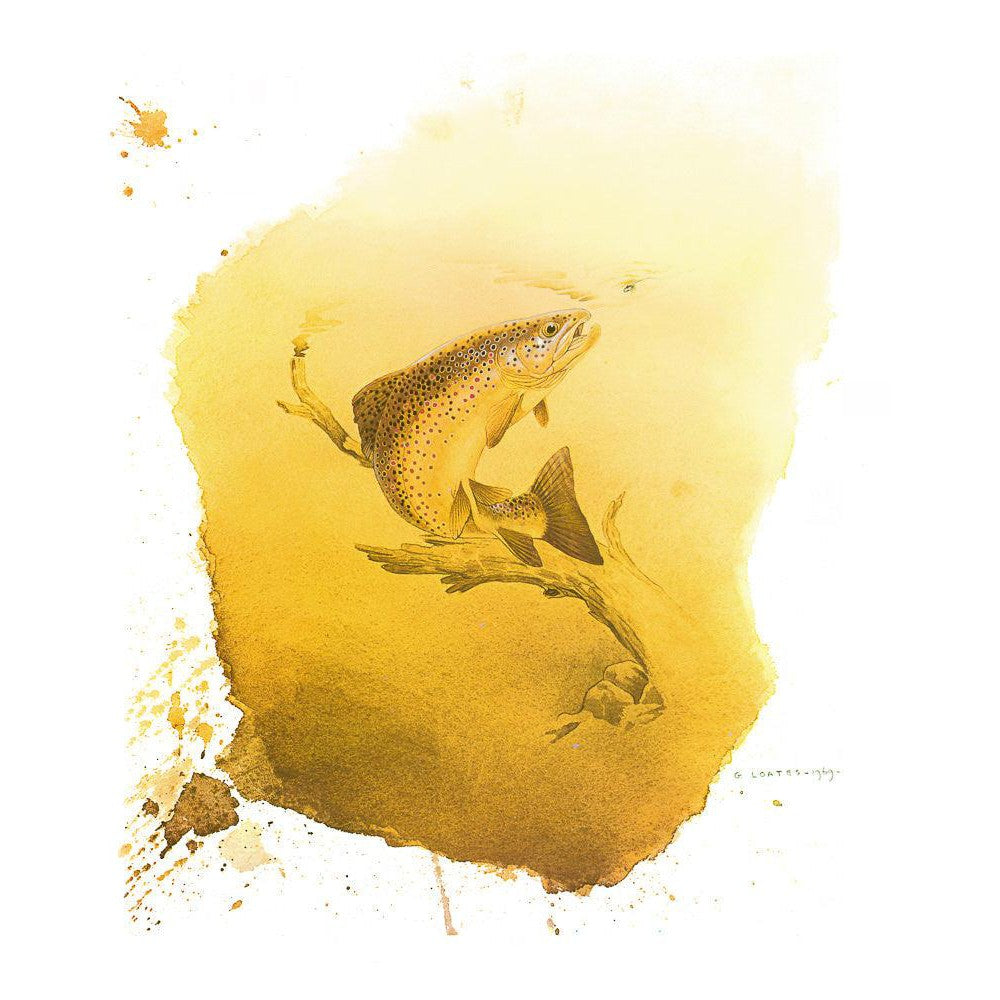 Brown Trout - Canvas Print | Artwork by Glen Loates