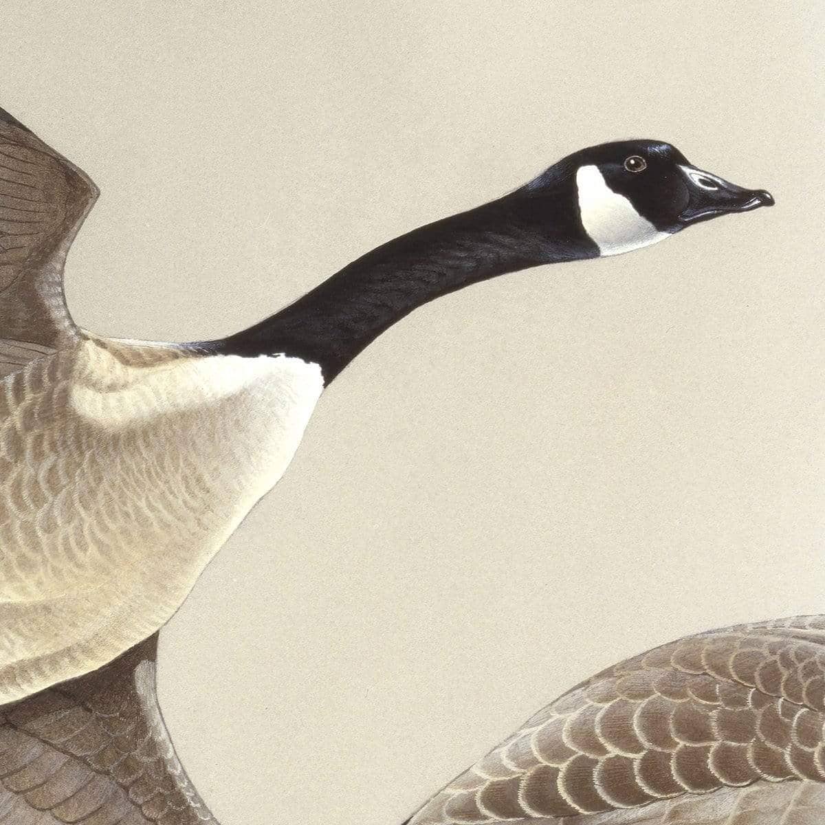 Canada Geese - Canvas Print | Artwork by Glen Loates