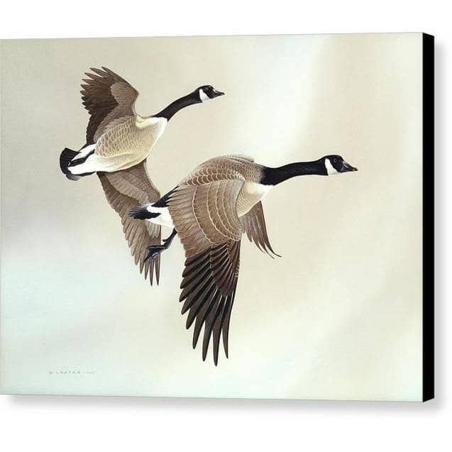 Canada Geese - Canvas Print | Artwork by Glen Loates