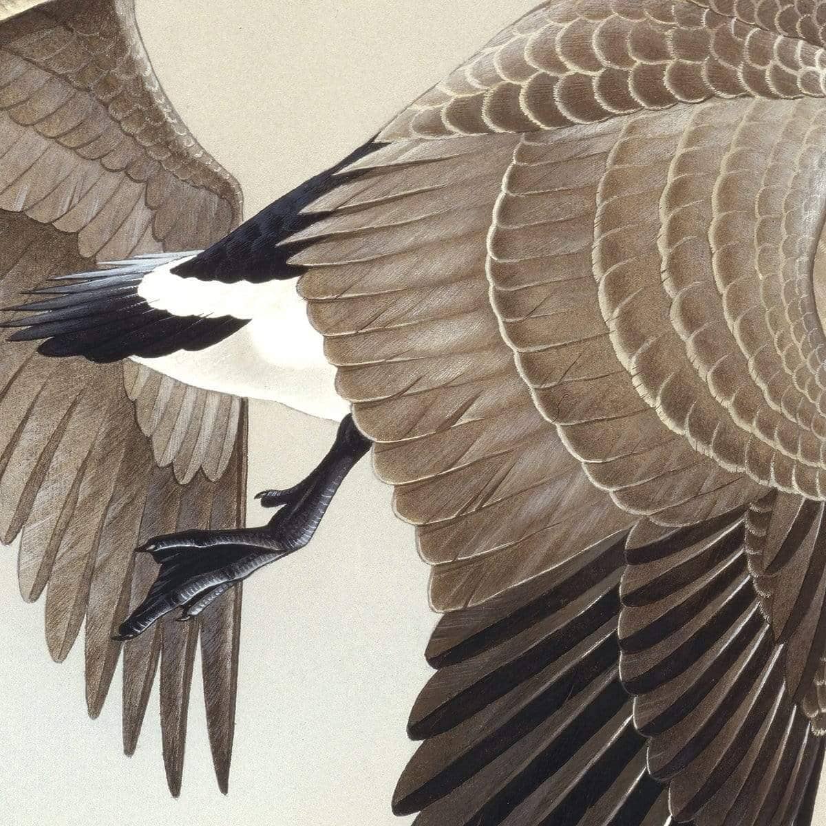 Canada Geese - Canvas Print | Artwork by Glen Loates