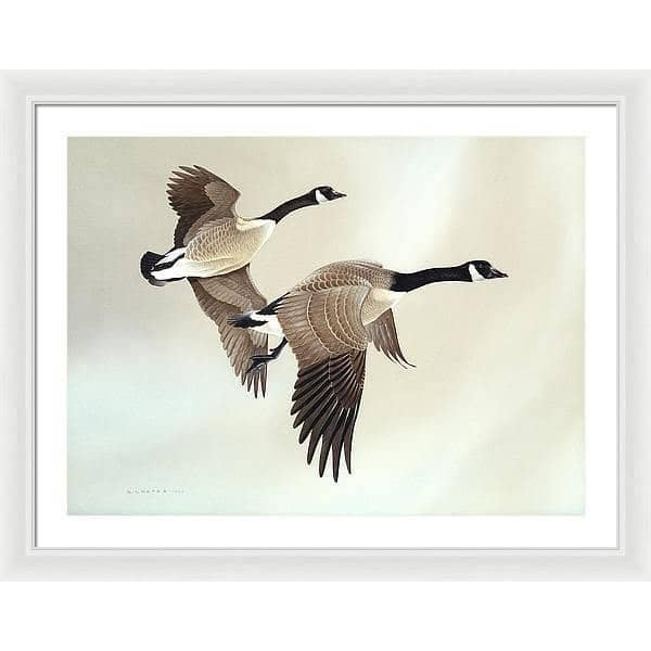 Canada Geese - Framed Print | Artwork by Glen Loates