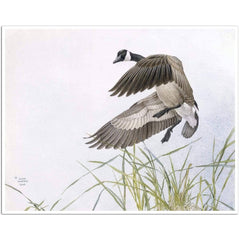 Giclée on Paper