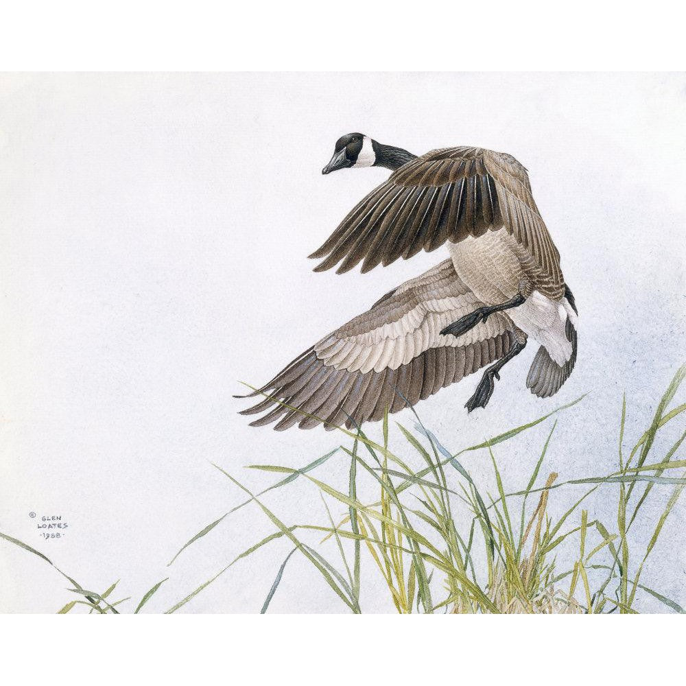 Canada Goose - Canvas Print | Artwork by Glen Loates