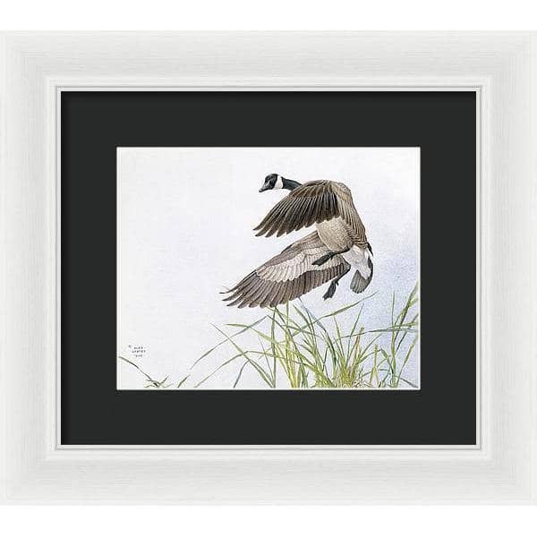 Canada Goose - Framed Print | Artwork by Glen Loates