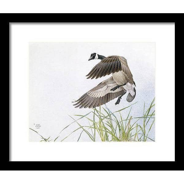 Canada Goose - Framed Print | Artwork by Glen Loates