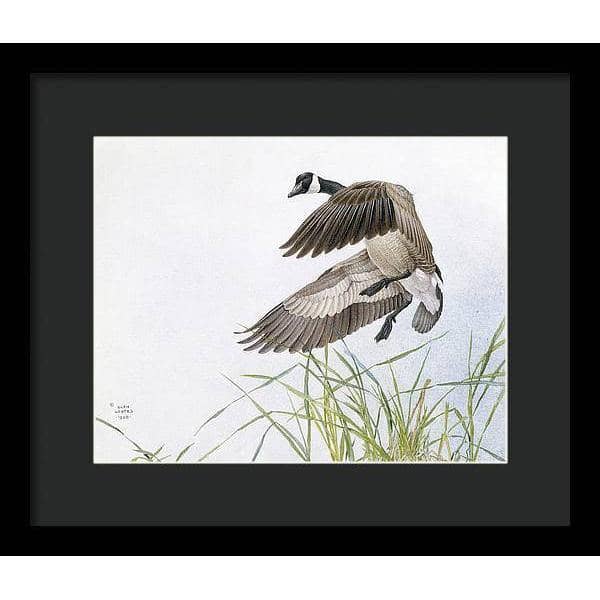 Canada Goose - Framed Print | Artwork by Glen Loates
