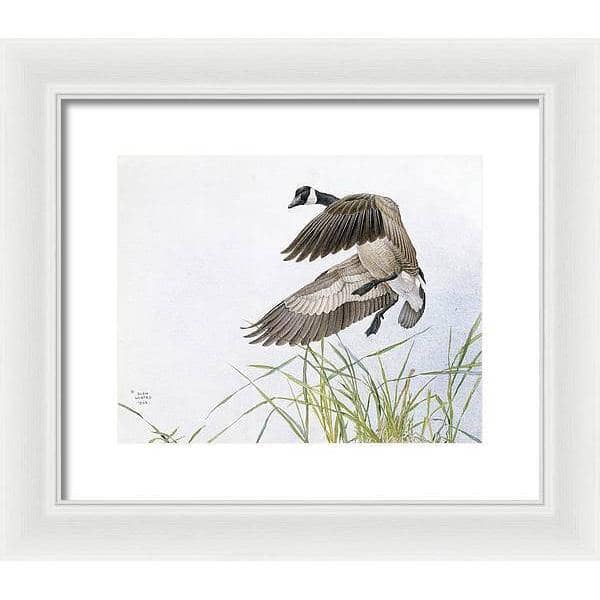 Canada Goose - Framed Print | Artwork by Glen Loates