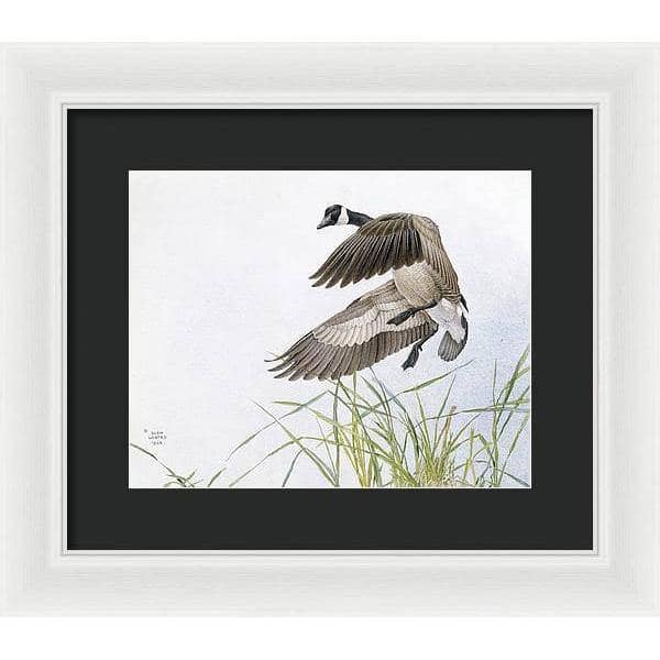 Canada Goose - Framed Print | Artwork by Glen Loates