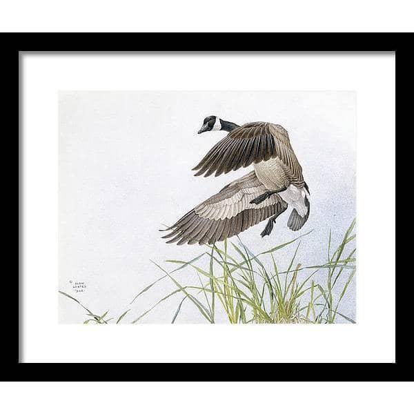 Canada Goose - Framed Print | Artwork by Glen Loates