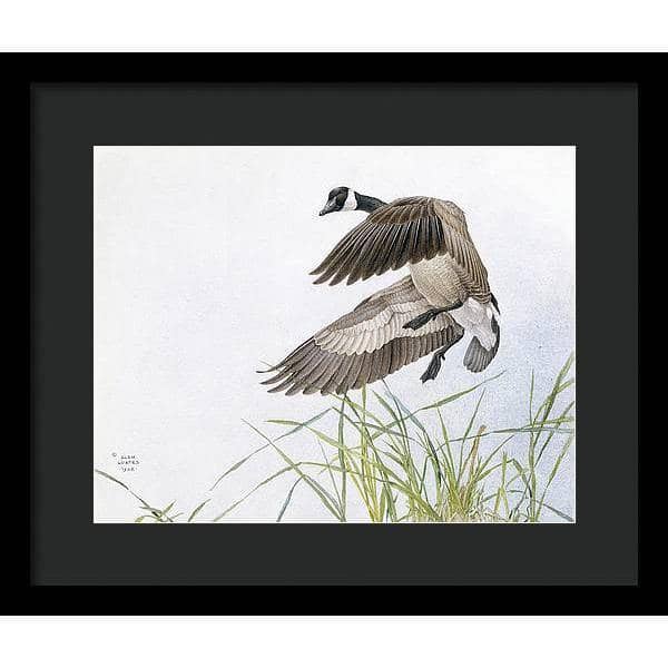 Canada Goose - Framed Print | Artwork by Glen Loates
