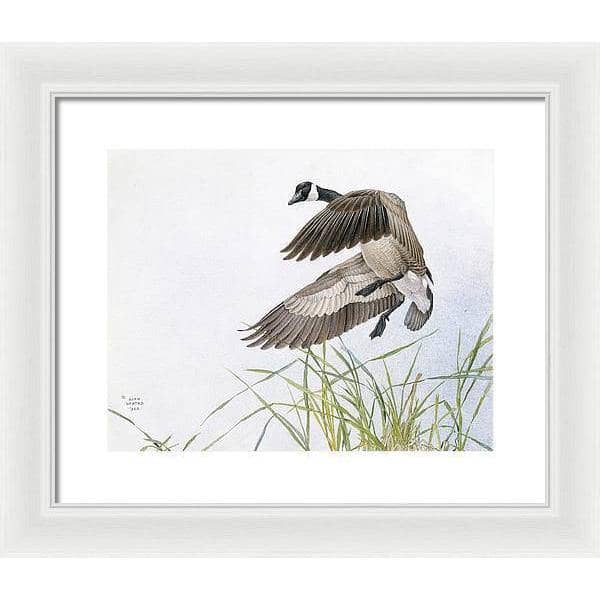 Canada Goose - Framed Print | Artwork by Glen Loates