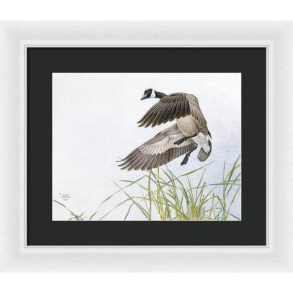 Canada Goose - Framed Print | Artwork by Glen Loates