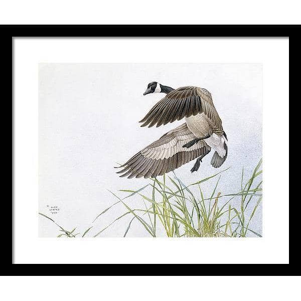 Canada Goose - Framed Print | Artwork by Glen Loates