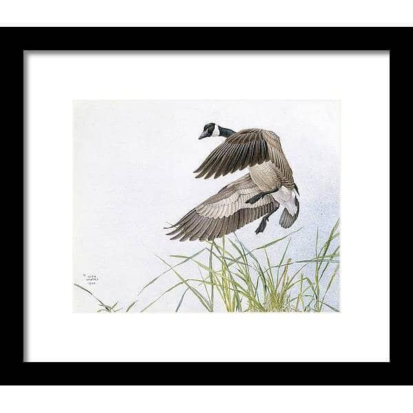 Canada Goose - Framed Print | Artwork by Glen Loates