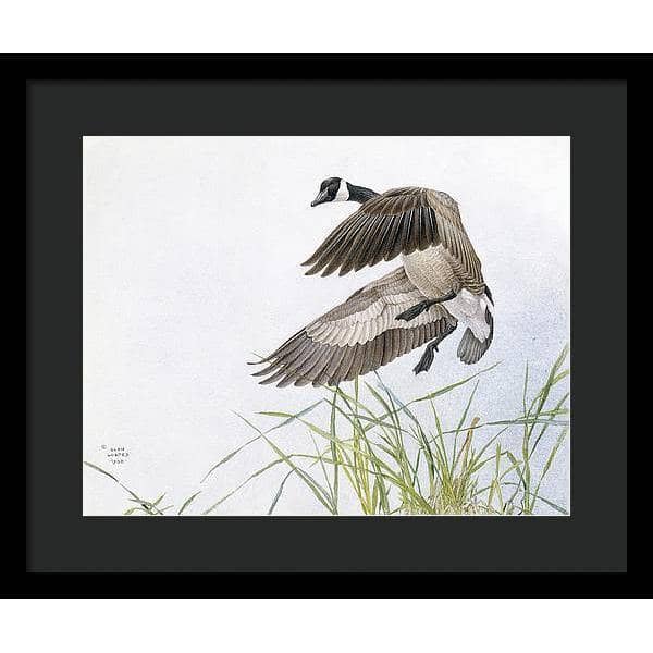 Canada Goose - Framed Print | Artwork by Glen Loates