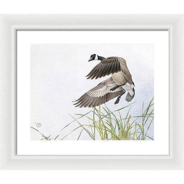 Canada Goose - Framed Print | Artwork by Glen Loates