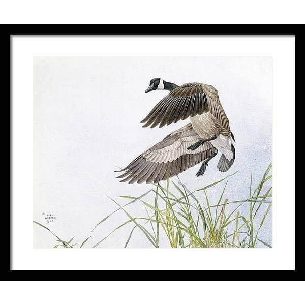 Canada Goose - Framed Print | Artwork by Glen Loates