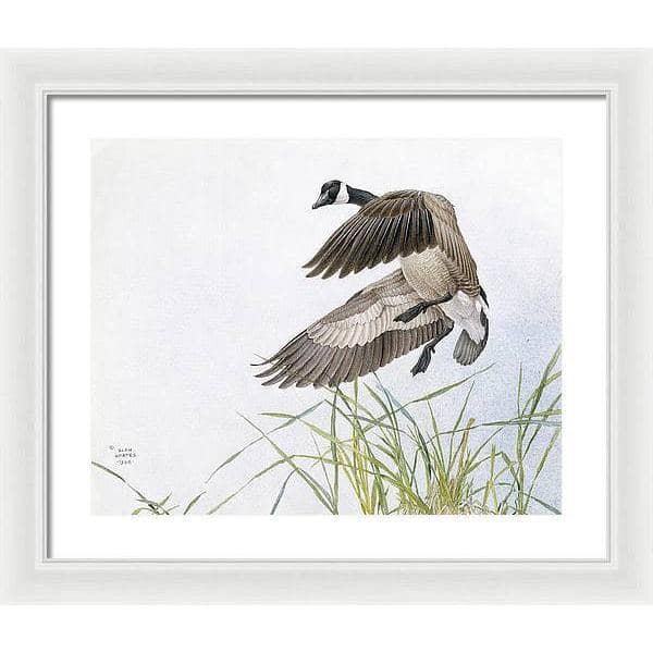 Canada Goose - Framed Print | Artwork by Glen Loates