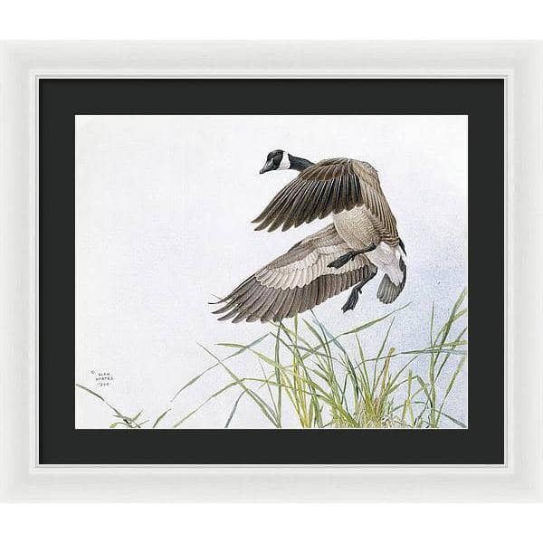 Canada Goose - Framed Print | Artwork by Glen Loates