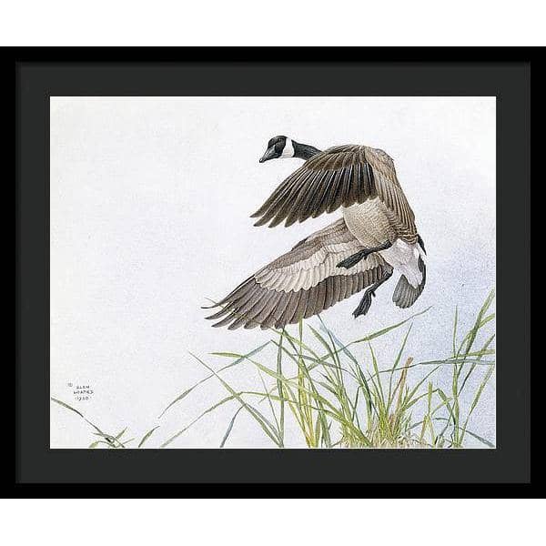 Canada Goose - Framed Print | Artwork by Glen Loates