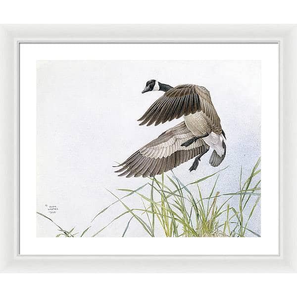 Canada Goose - Framed Print | Artwork by Glen Loates