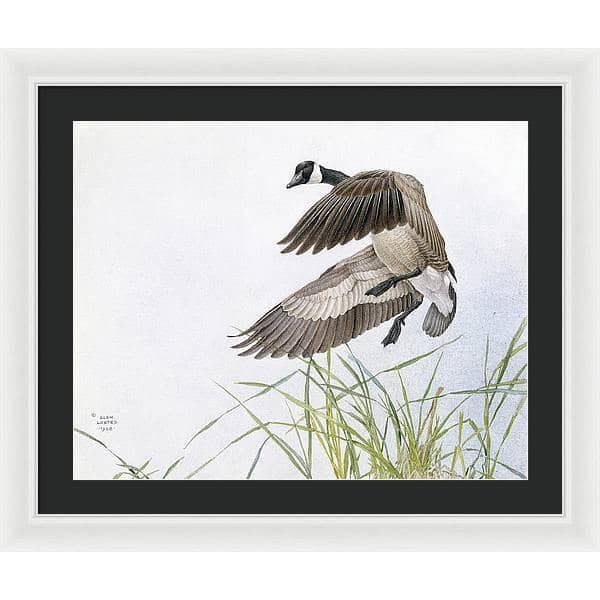 Canada Goose - Framed Print | Artwork by Glen Loates