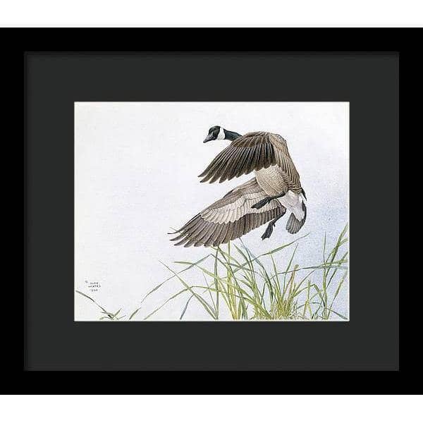 Canada Goose - Framed Print | Artwork by Glen Loates