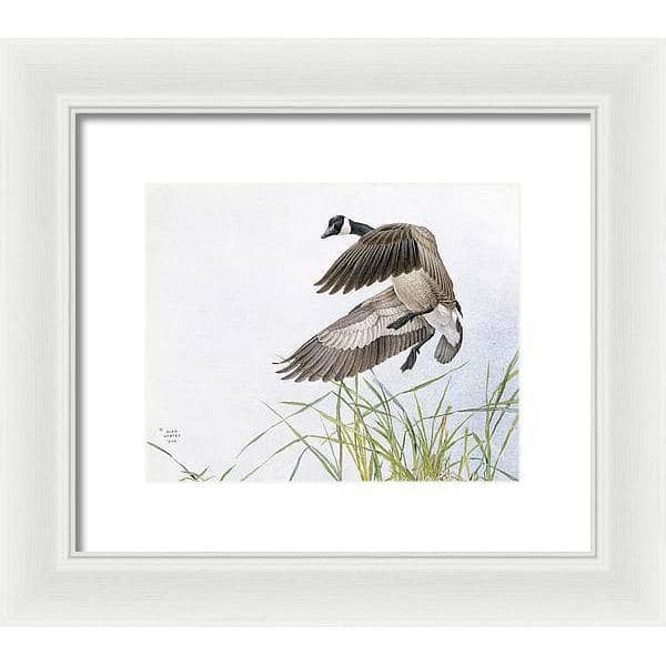 Canada Goose - Framed Print | Artwork by Glen Loates