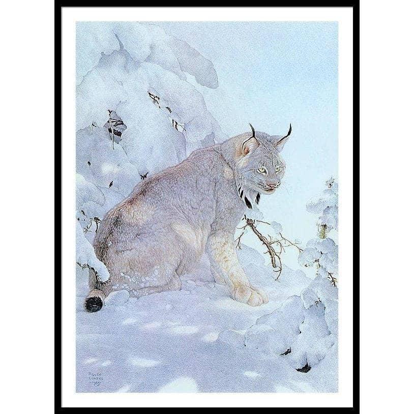Canada Lynx - Framed Print | Artwork by Glen Loates