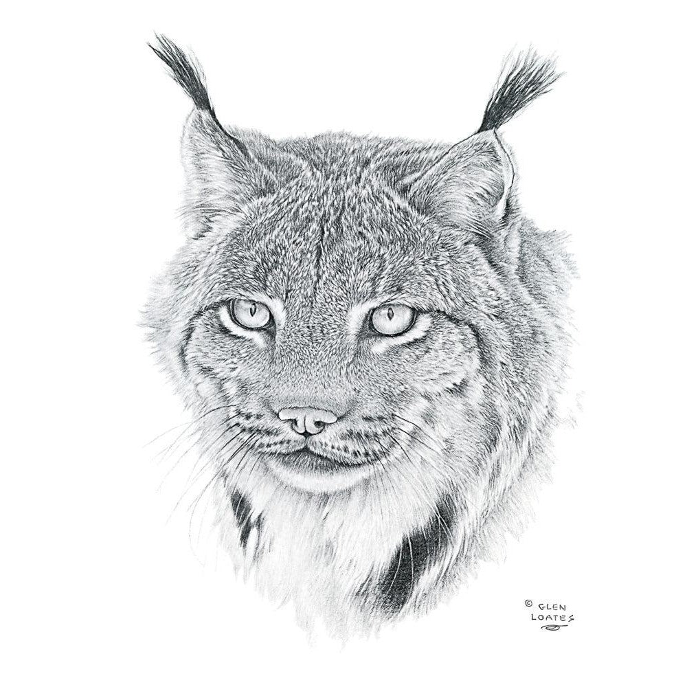 Canada Lynx Portrait - Art Print | Artwork by Glen Loates