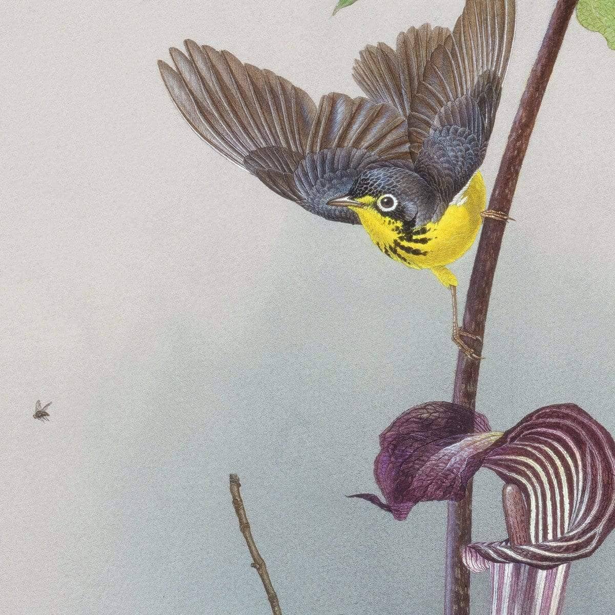 Canada Warbler on a Jack-in-the-pulpit - Canvas Print | Artwork by Glen Loates