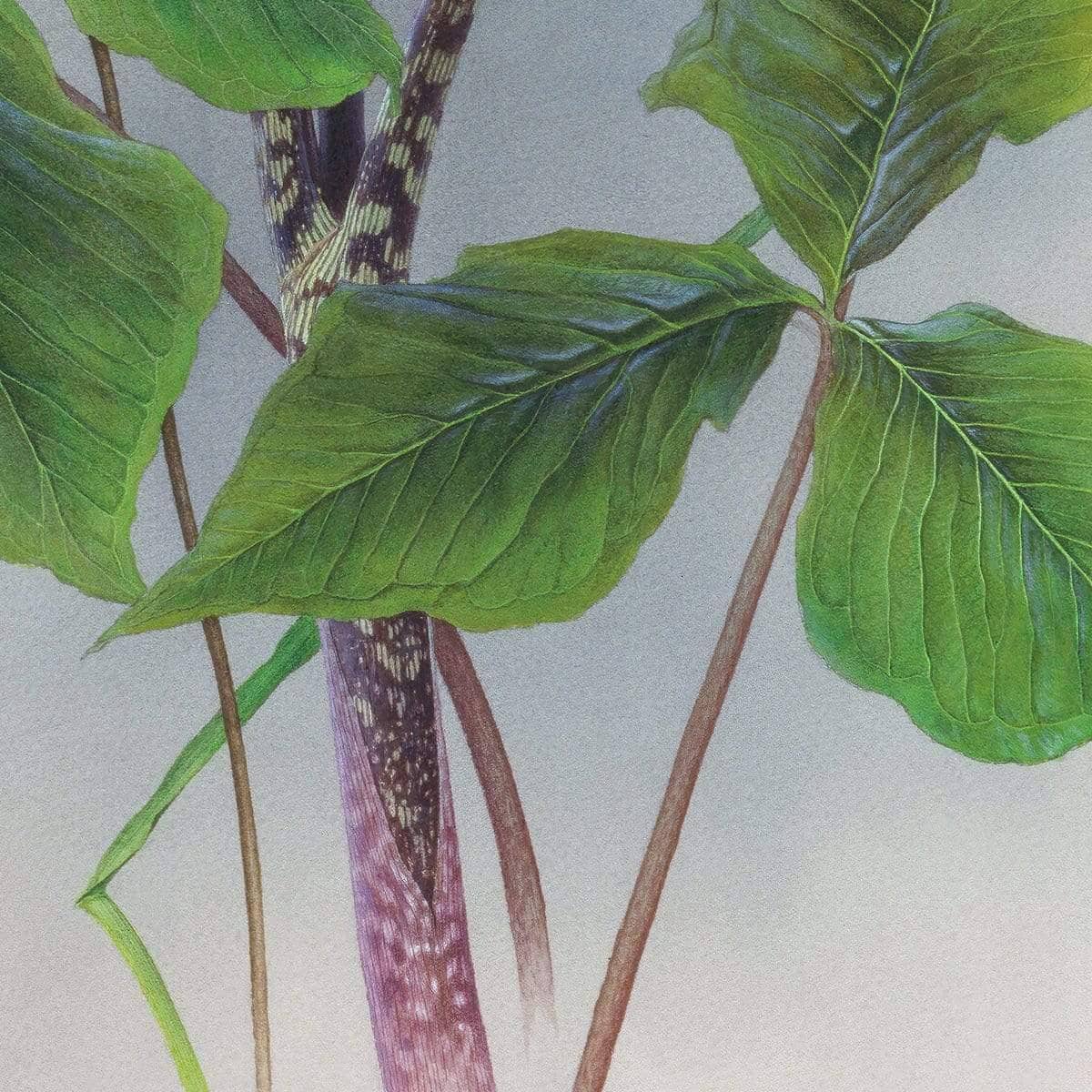 Canada Warbler on a Jack-in-the-pulpit - Canvas Print | Artwork by Glen Loates