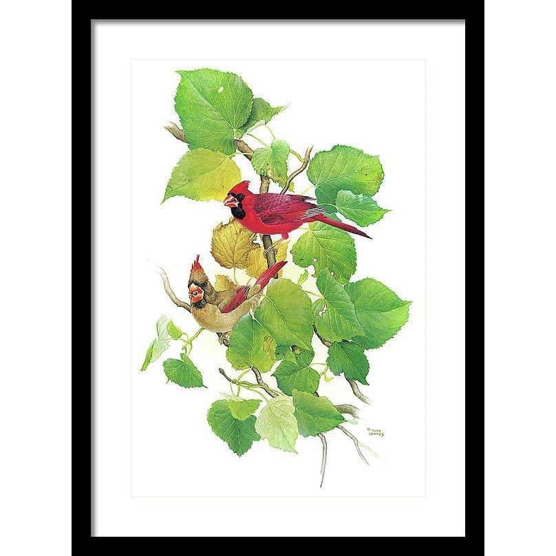 Cardinals - Framed Print | Artwork by Glen Loates