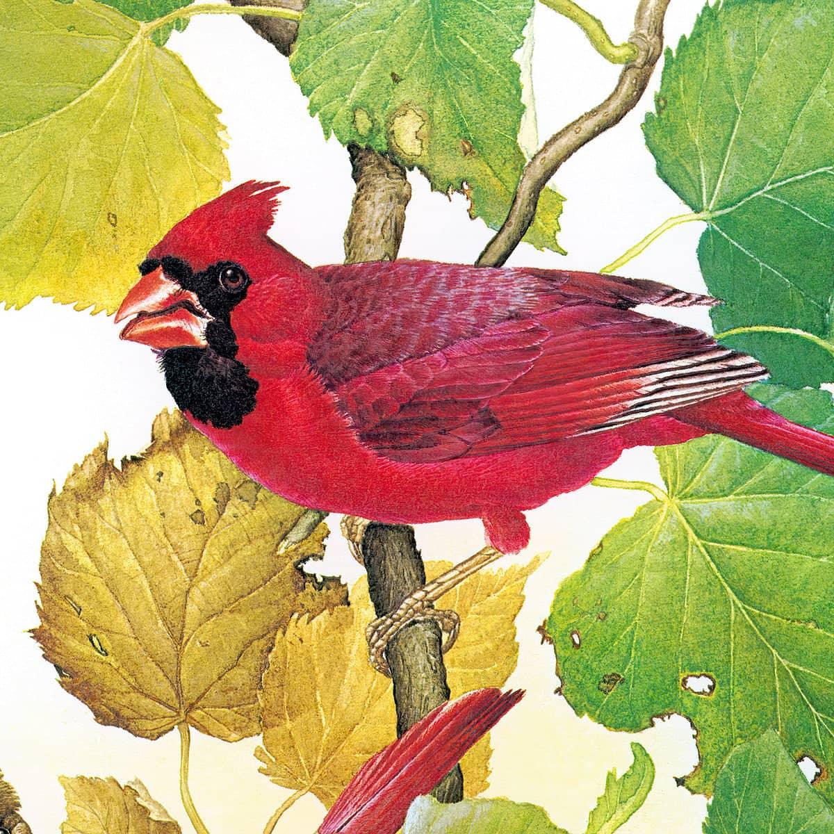 Cardinals - Framed Print | Artwork by Glen Loates