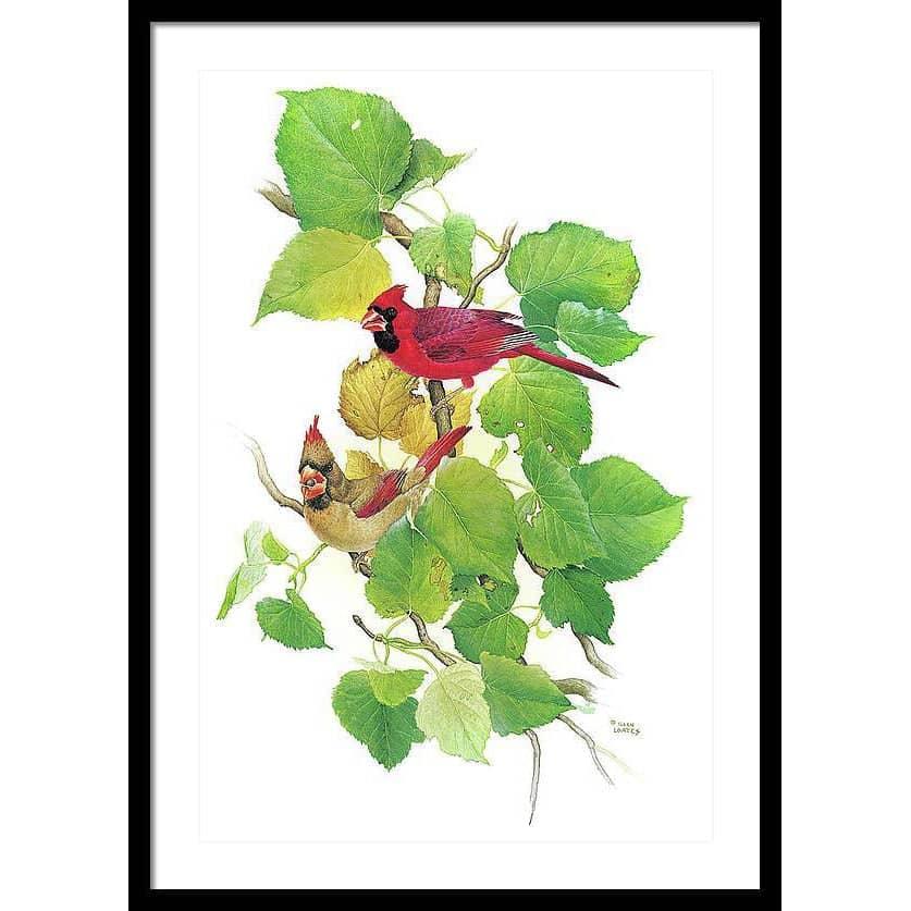 Cardinals - Framed Print | Artwork by Glen Loates