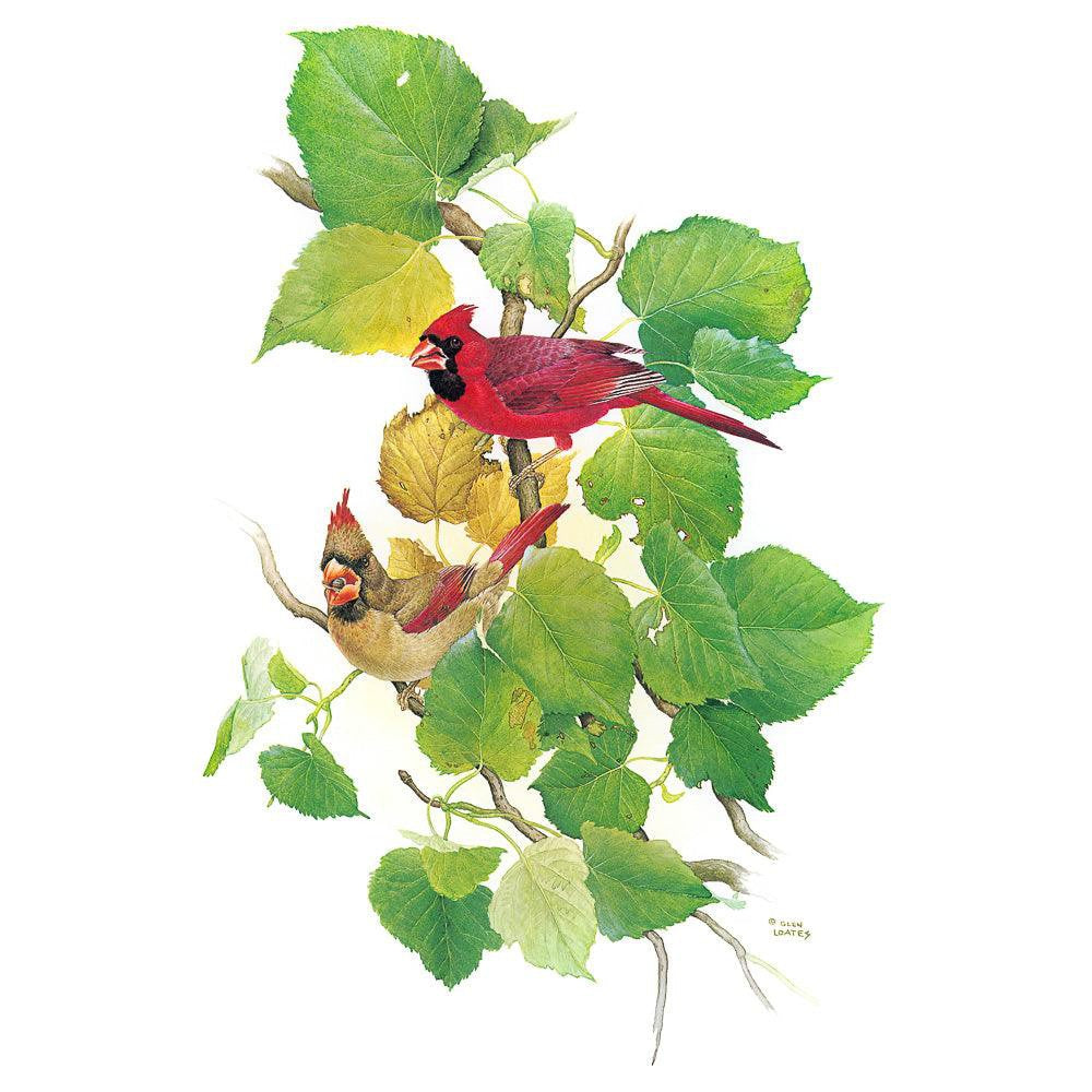 Cardinals - Framed Print | Artwork by Glen Loates