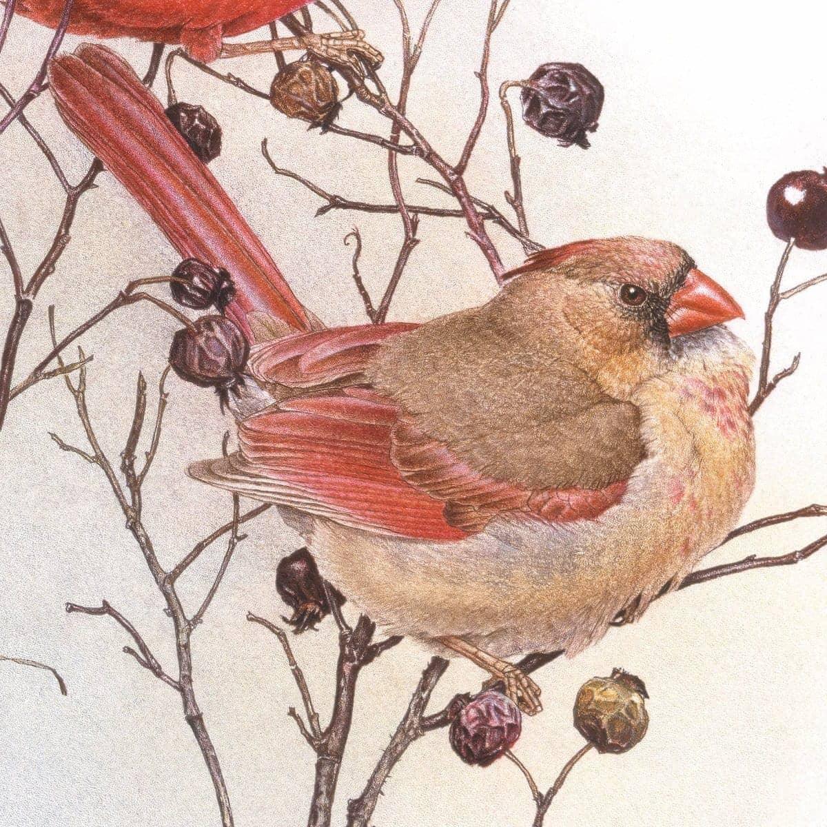 Cardinals on Rosehip Bush - Art Print | Artwork by Glen Loates