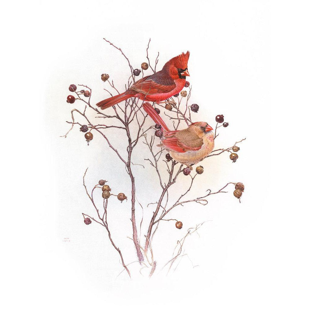 Cardinals on Rosehip Bush - Canvas Print | Artwork by Glen Loates