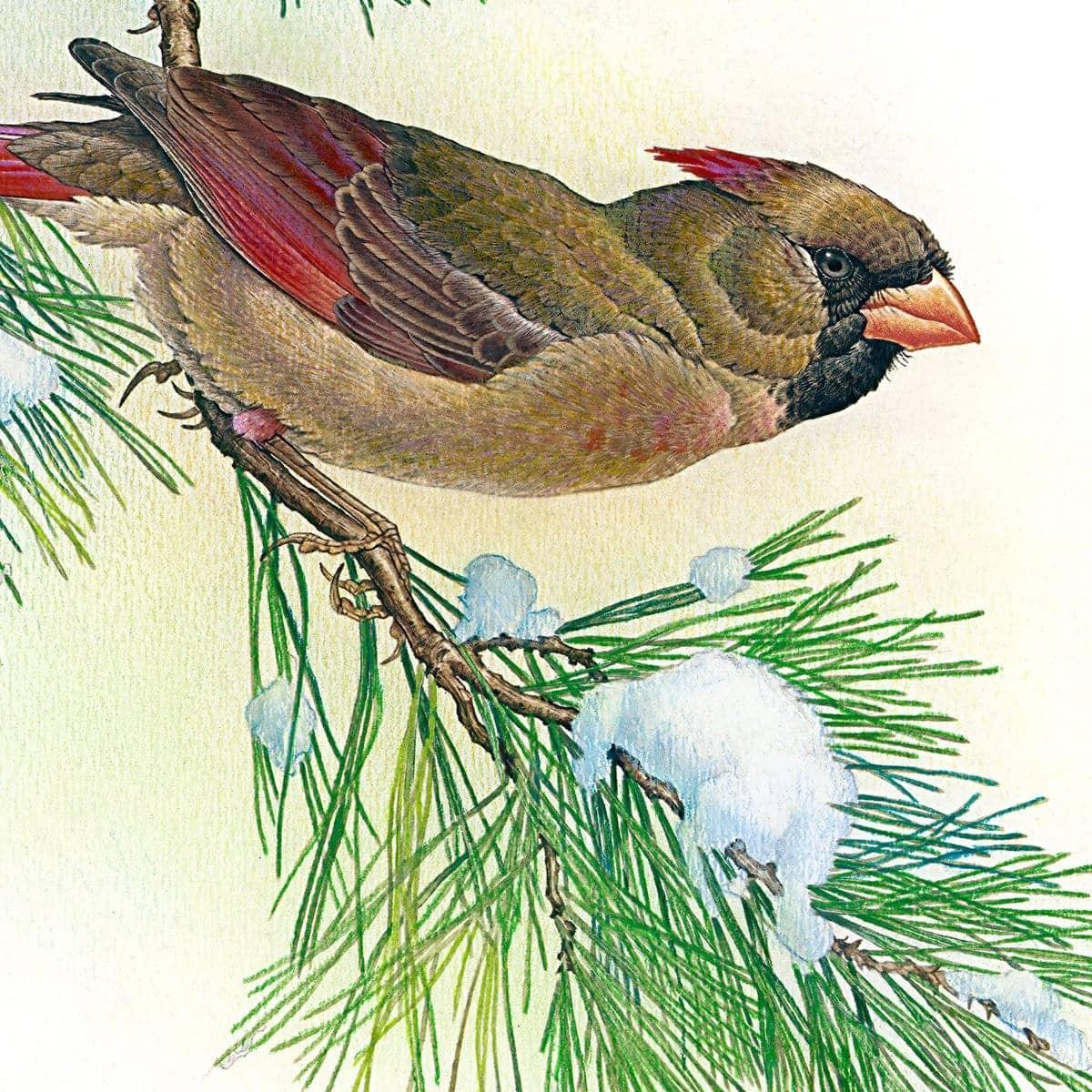 Cardinals - Tote Bag | Artwork by Glen Loates