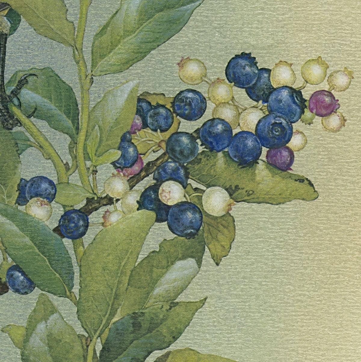 Cedar Waxwings in Blueberry Bush - Canvas Print | Artwork by Glen Loates