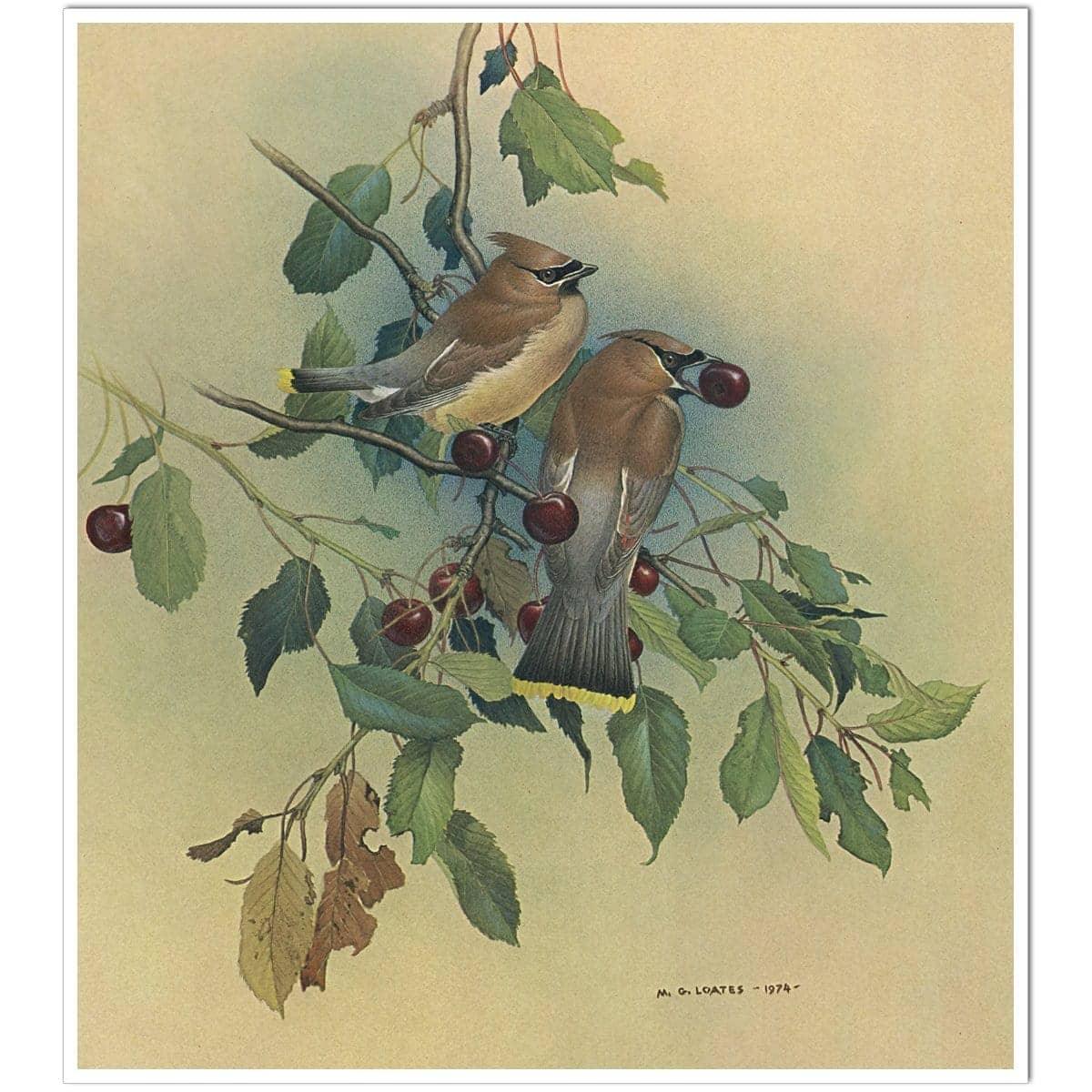 Cedar Waxwings in Cherry Tree - Art Print | Artwork by Glen Loates