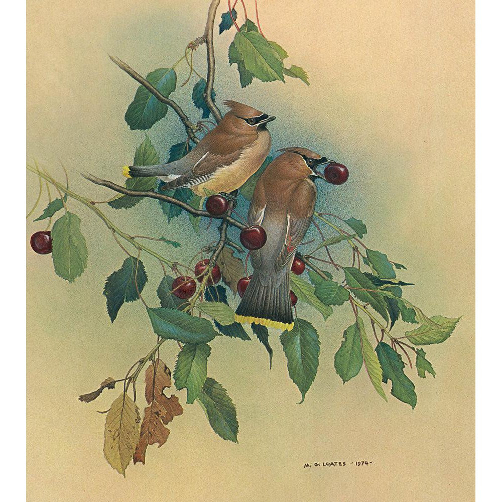 Cedar Waxwings in Cherry Tree - Canvas Print | Artwork by Glen Loates
