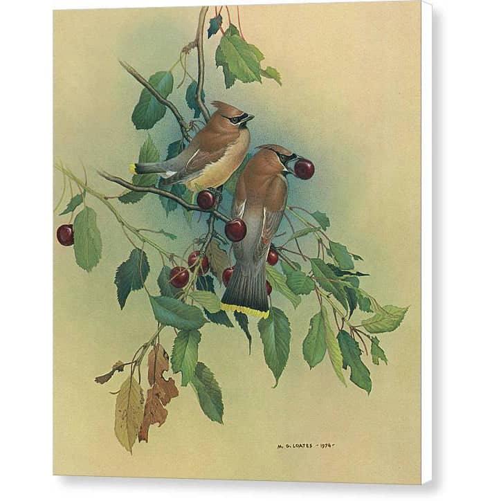 Cedar Waxwings in Cherry Tree - Canvas Print | Artwork by Glen Loates