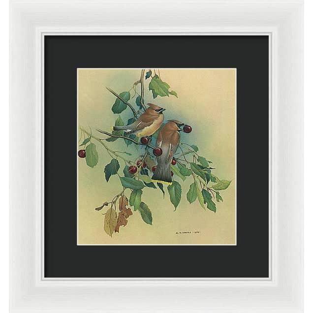 Cedar Waxwings in Cherry Tree - Framed Print | Artwork by Glen Loates
