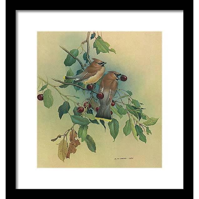 Cedar Waxwings in Cherry Tree - Framed Print | Artwork by Glen Loates